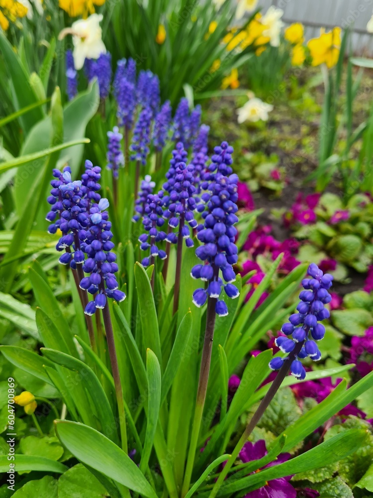 blooming blue muscari with green leaves blooming blue muscari with green leaves