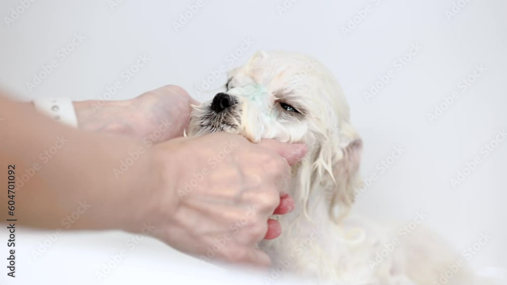 Cute wet white Maltese dog is bathing in the bathroom. Puppy in a beauty salon for dogs on grooming procedures.