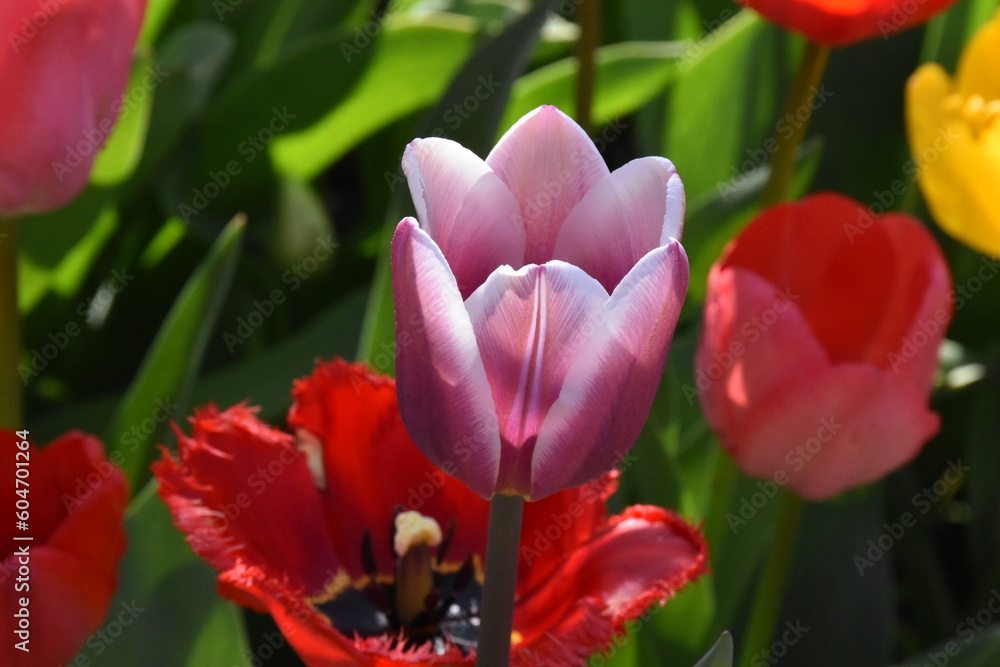 Naklejka premium Timeless Tulips: A Colorful Symphony of Spring