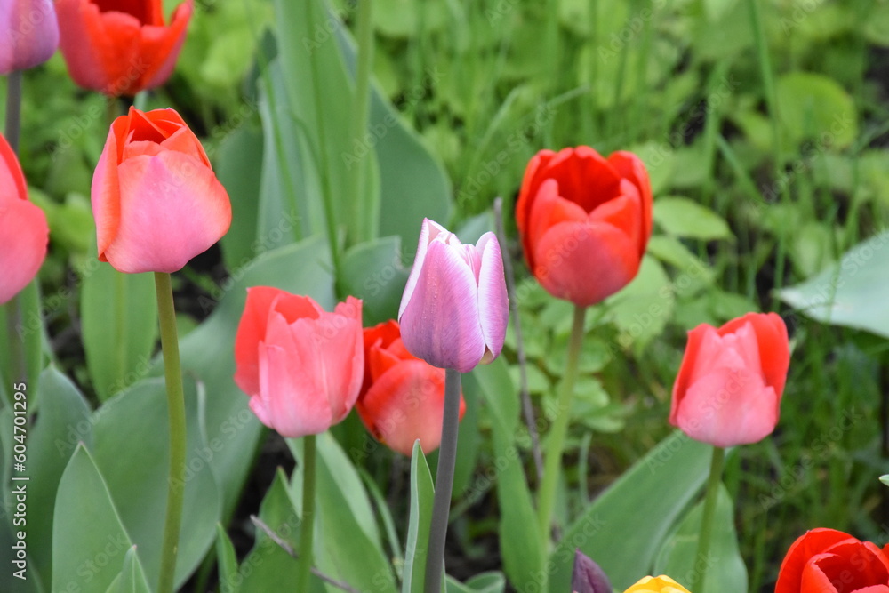 Timeless Tulips: A Colorful Symphony of Spring Timeless Tulips: A Colorful Symphony of Spring