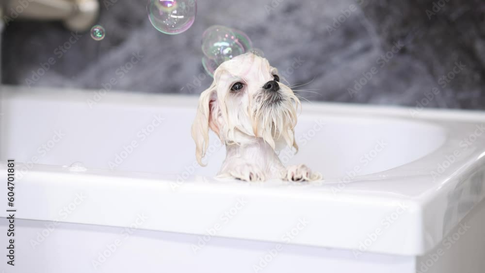 Cute wet white Maltese dog is bathing in the bathroom. Puppy in a