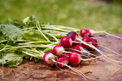 Bunch of fresh red and white radish with green leaves on the wooden plate. Typical example of seasonal vegetables from home garden, source of nutrients, vitamins and dietary fibre mainly in spring.
