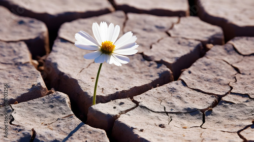 tiny white flower broke through dry cracked earth © Prasanth