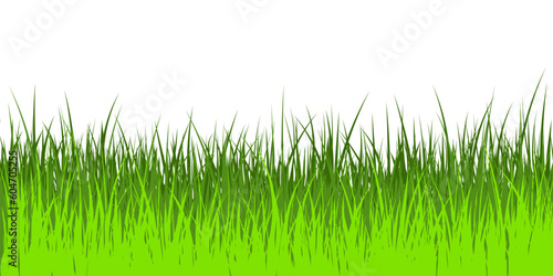 Vector illustration of green grass