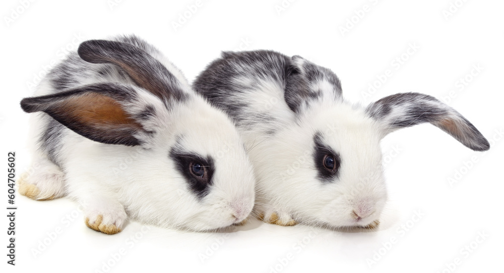 Two beautiful white rabbits.