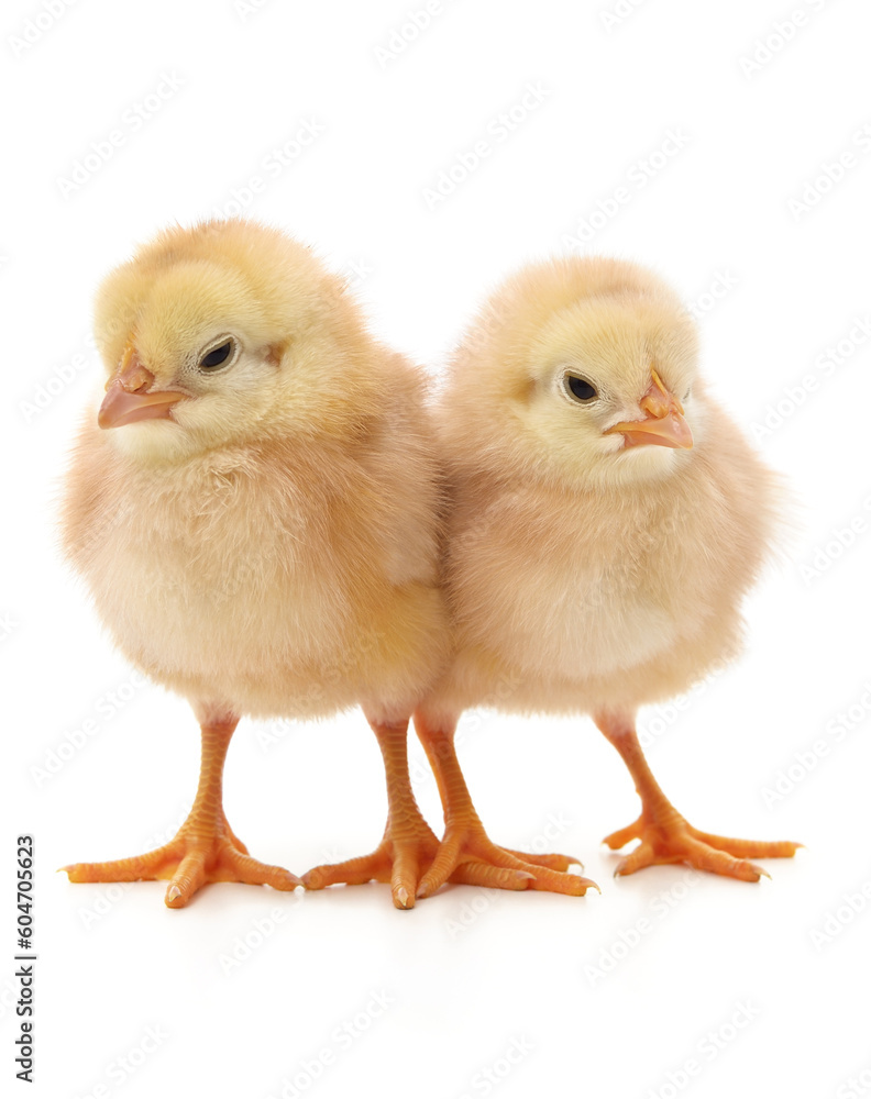 Two yellow chickens. Two yellow chickens.