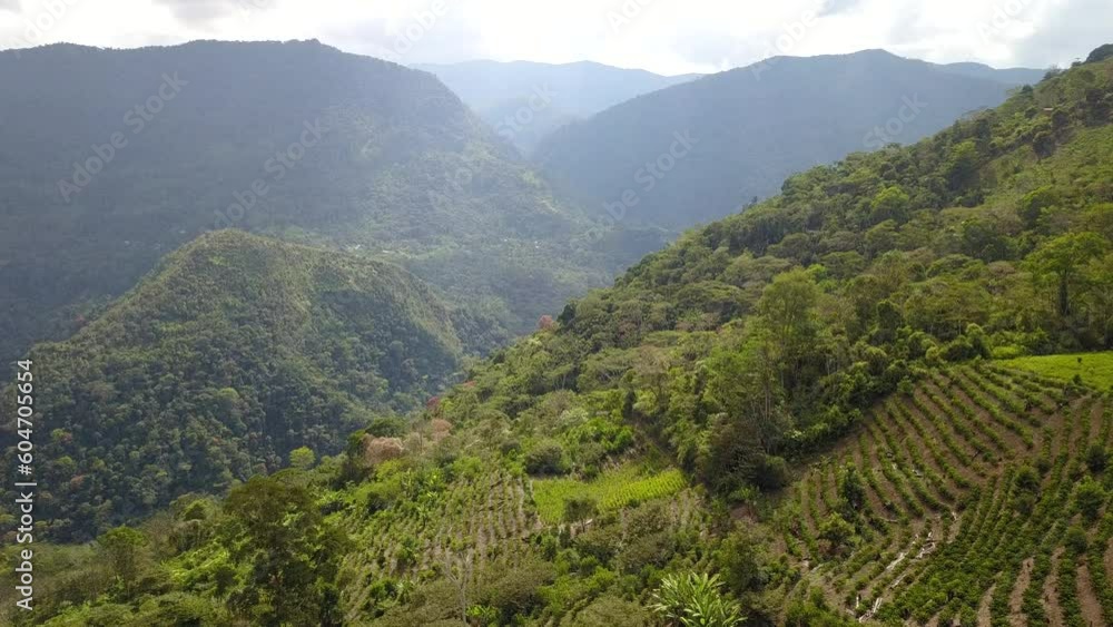 Yungas mountainous jungle in Bolivia
Yungas mountainous jungle in Bolivia