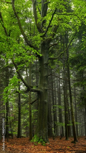 Fototapeta Naklejka Na Ścianę i Meble -  Wiosenny, zielony las o poranku we mgle