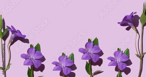 Fototapeta Naklejka Na Ścianę i Meble -  Delicate lilac periwinkle flowers on a pastel light purple background. A banner with a copy space with a spring or summer mood
