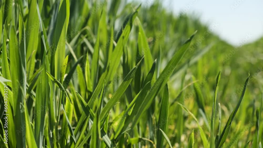 Green young wheat sprouts sway in the wind on the field. Agriculture farm. Selective focus. Green young wheat sprouts sway in the wind on the field. Agriculture farm. Selective focus.