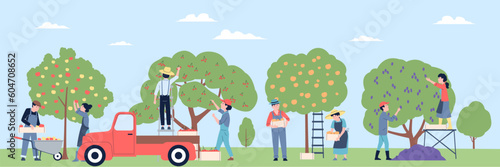 Farmers picking fruits from tree in garden, autumn harvest time. People collect pear, apple and cherry. Fresh market recent vector concept