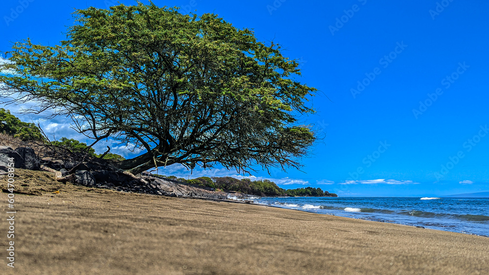 A lone tree provides shade and comfort on the west shore of Maui A lone tree provides shade and comfort on the west shore of Maui