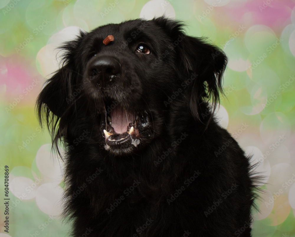 black puppy dog with brown eyes catching a treat funny portrait