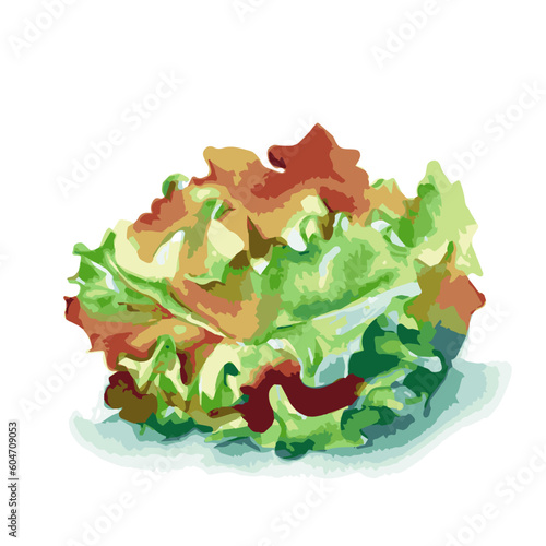 Vector illustration of fresh green and red salad plant isolated on a white background