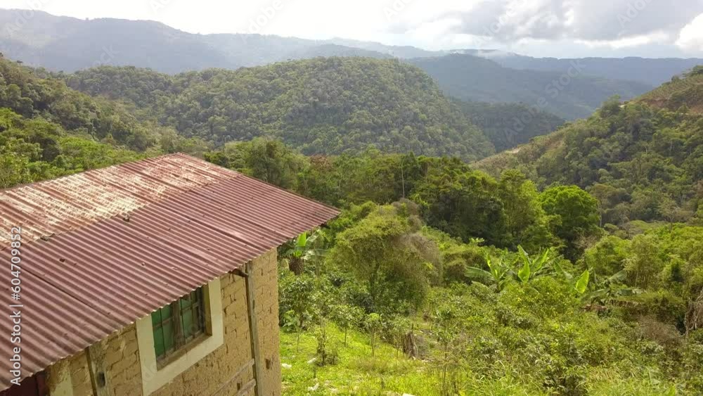Coffee plantation in the Bolivian mountain jungle
Coffee plantation in the Bolivian mountain jungle