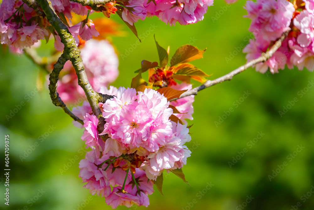 Close-up shot of pink Sakura flowers on a branch Close-up shot of pink Sakura flowers on a branch