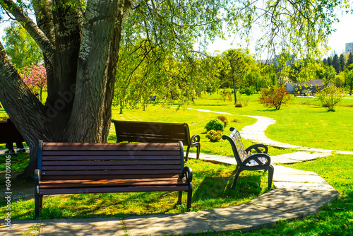 Bench in the summer park with old trees and footpath