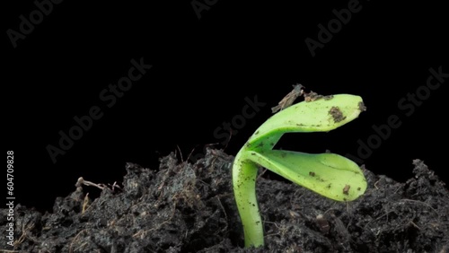 Green sunflower sprouts. Agriculture green field sprouts. Timelapse seed growing, Closeup nature agriculture shoot. Vegetable sprouting from the ground. Sunflower sprout rotation. agriculture business