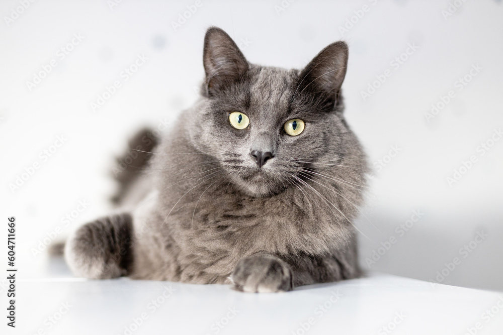 Portrait of a gray fluffy cat that lies on a bookshelf. Life of pets in the apartment. Cat life at home Portrait of a gray fluffy cat that lies on a bookshelf. Life of pets in the apartment. Cat life at home