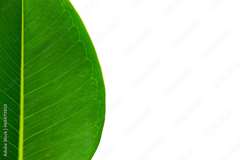 Obraz premium Hoja verde