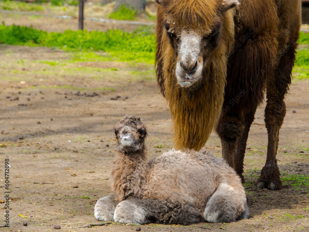 Bactrian camel baby soon after birth in a zoo Bactrian camel baby soon after birth in a zoo
