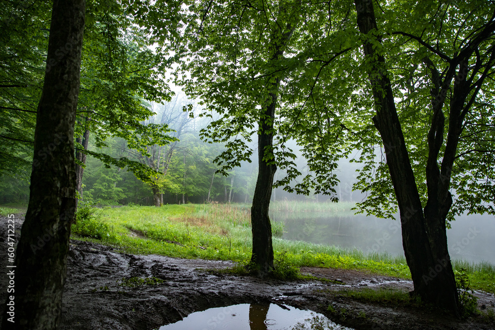 Fototapeta premium Foggy lake view with trees.Armenia