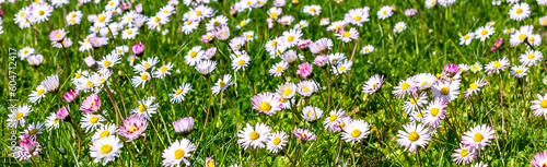 Close up of blossoming Daisy flower in park