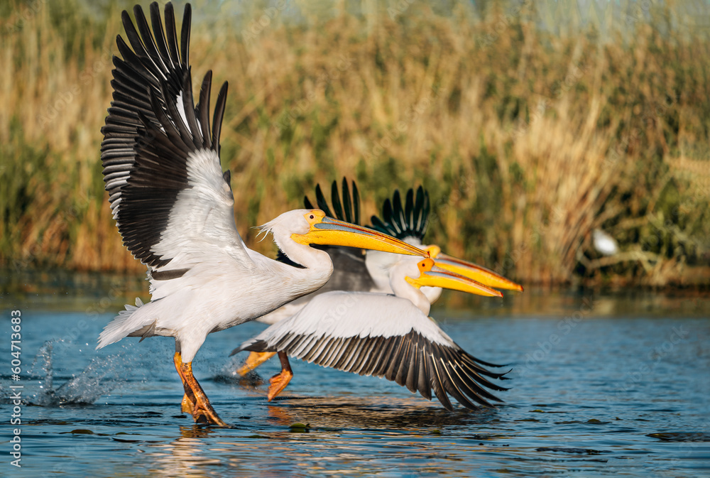Fototapeta premium pelicans in flight in delta