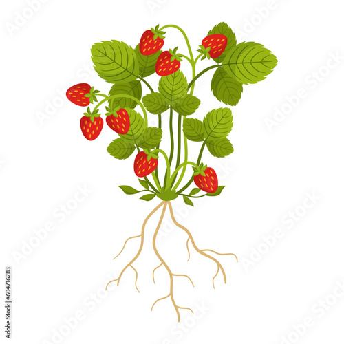 Ripe Strawberry Isolated on White Background. Fragrant, Red, Juicy Berries Grow On Sprawling Green Runners
