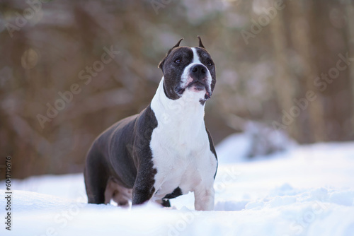Adorable brown and white American Staffordshire Terrier dog with cropped ears posing outdoors standing on a snow in winter © Eudyptula