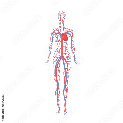 Cardiovascular System Of Adult Human Comprises Heart, Blood Vessels, And Blood, Transports Oxygen, Nutrients