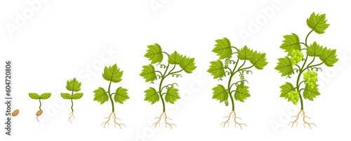 Grapes Go Through Stages Of Growth, Seed, Sprout, Budburst, Flowering, Fruit Set, Veraison, Harvest. Buds Emerge