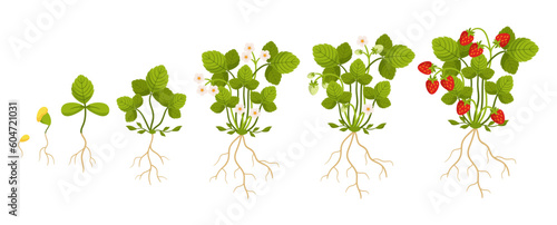 After Planting The Strawberry Seeds, The Plants Go Through A Timeline Of Germination, Seedling Stage, Flowering