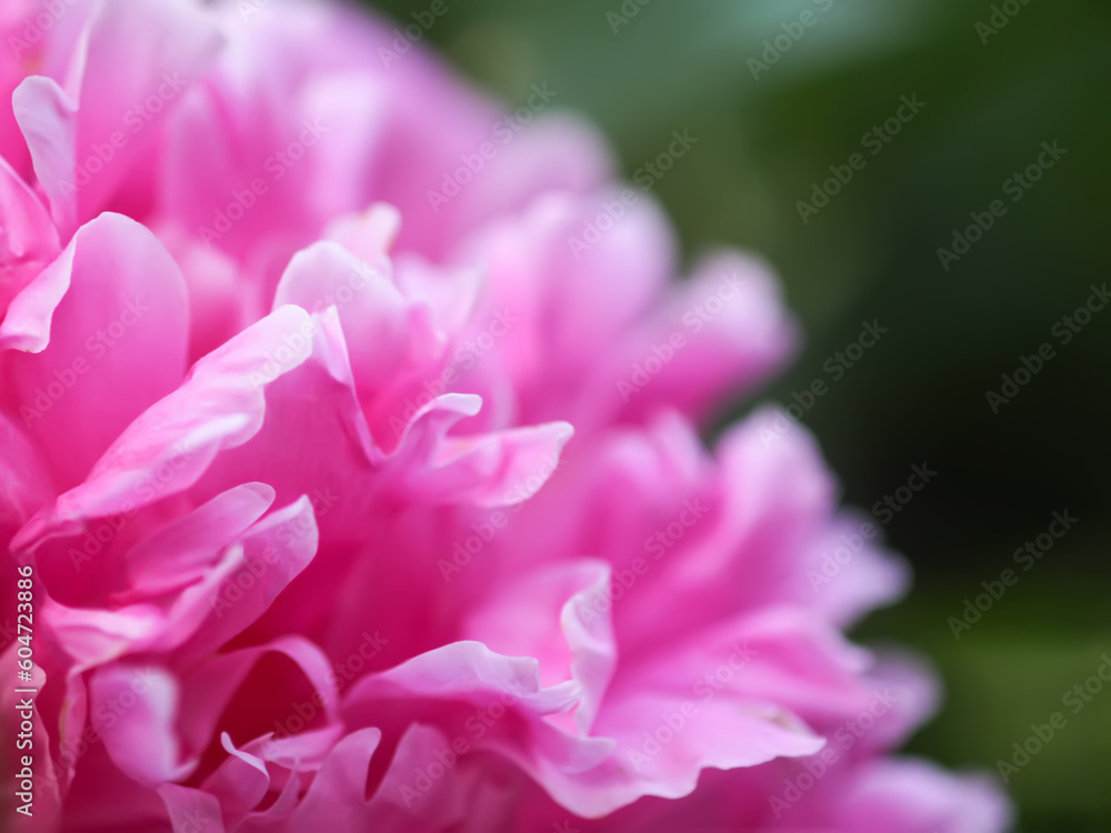 Pink peony petals close up. 