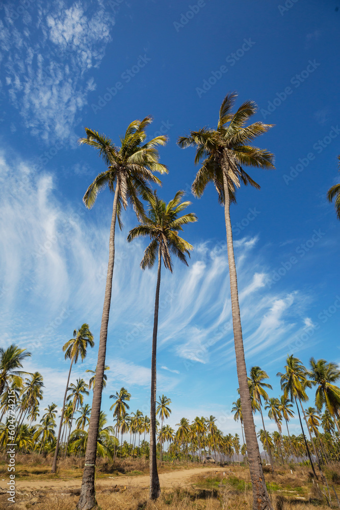 Fototapeta premium Palm plantation