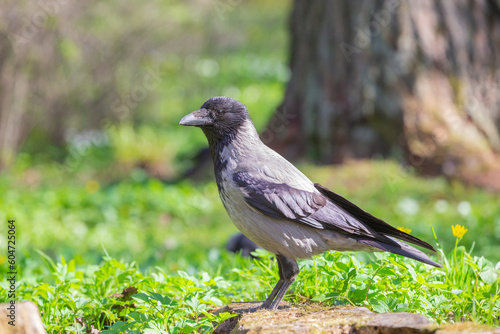 A city crow sits on a stump on a lawn in the park. A crow lurks in the park looking for food, insects on a sunny day close-up. The life of wild animals and birds.