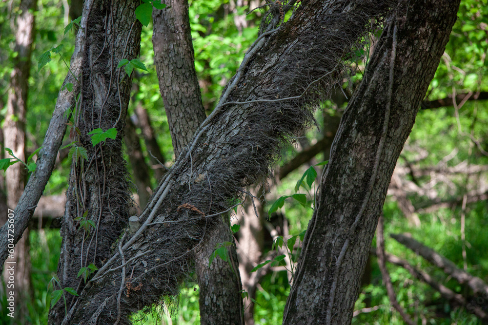 Vines growing on a small tree trunk Vines growing on a small tree trunk