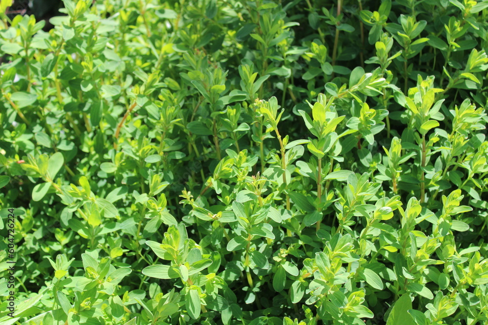 Johanniskraut im Frühling Johanniskraut im Frühling