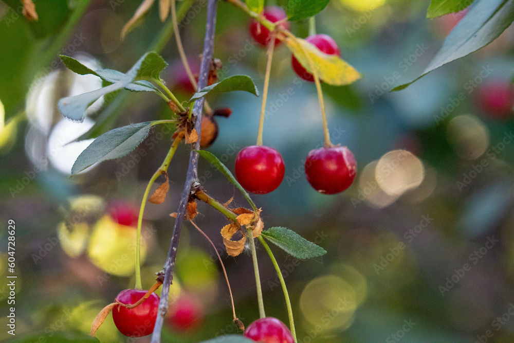 Obraz premium Frutas