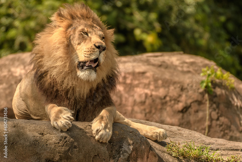 A majestic lion relaxes atop a rocky outcropping  its sun-lit mane radiating in the warm sunlight. Its carnivorous presence dominating this animal wildlife scene.