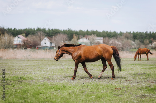 Beautiful young brown horse, stallion walks, grazes in a meadow with green grass in a pasture, nature. Animal photography, portrait, wildlife.