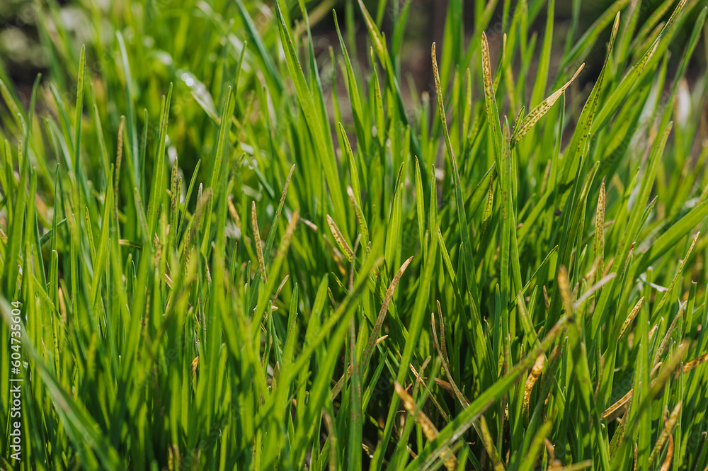 Green onion, garlic growing in the garden. Edible plant, nature, cultivation. Green onion, garlic growing in the garden. Edible plant, nature, cultivation.