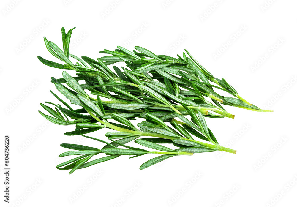fresh rosemary isolated on  transparent png