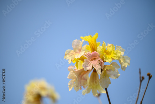 Beautiful yellow flower tree blossom with blue sky in summer season