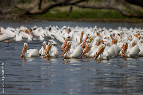 The flock of American white pelican (Pelecanus erythrorhynchos) on the lake Michigan