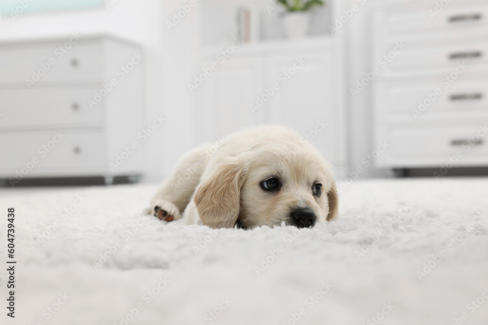 Cute little puppy lying on white carpet at home Cute little puppy lying on white carpet at home