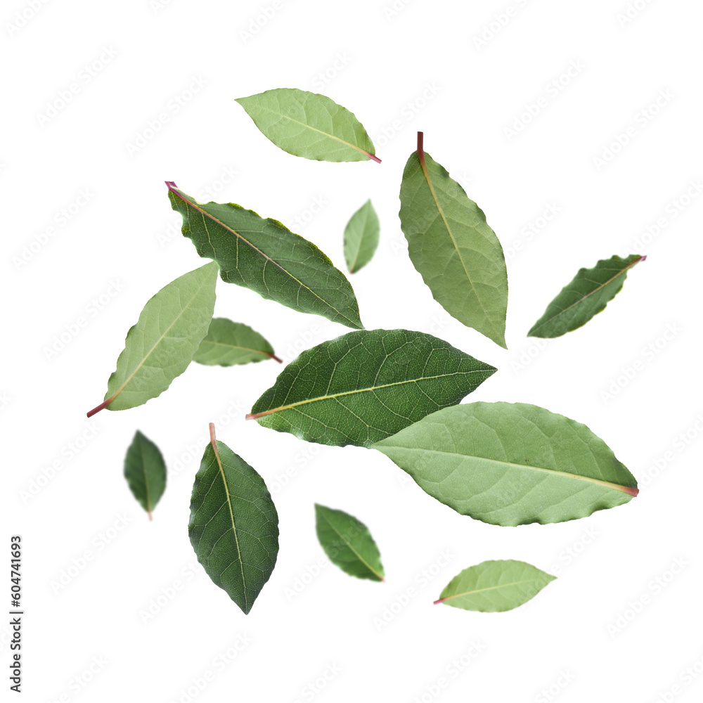 Naklejka premium Fresh bay leaves falling on white background