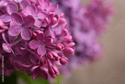 Beautiful blooming lilac flowers against blurred background  closeup. Space for text