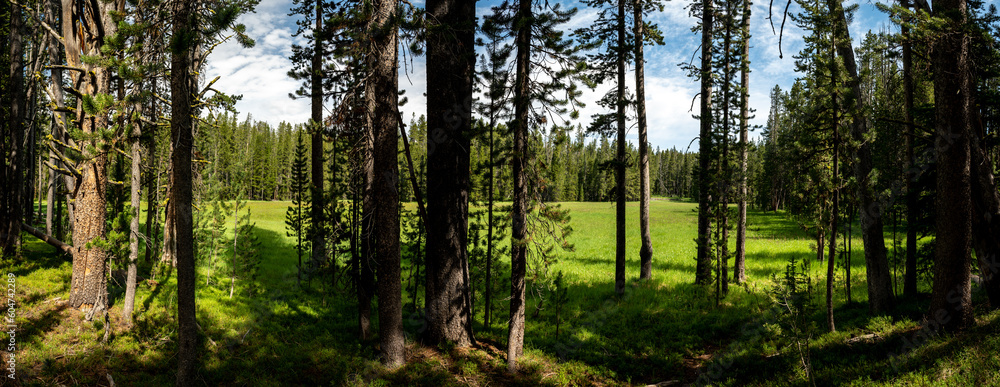 Naklejka premium Looking Out Onto A Grassy Meadow From The Forest