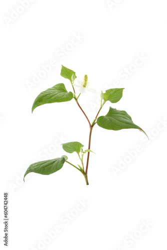 blooming houttuynia plant isolated on a white background